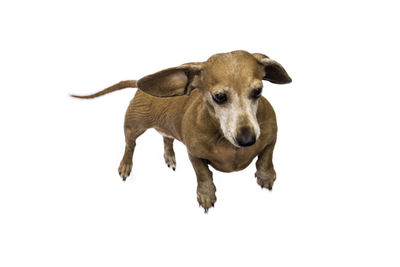 Portrait of a dog over white background