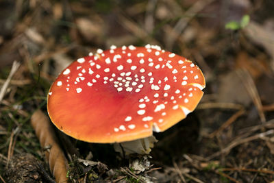 Close-up of fly agaric mushroom on field