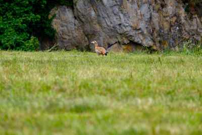 Side view of a bird running on grass