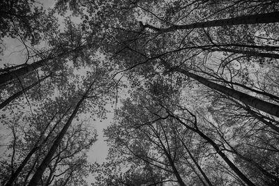 Low angle view of bare trees against sky