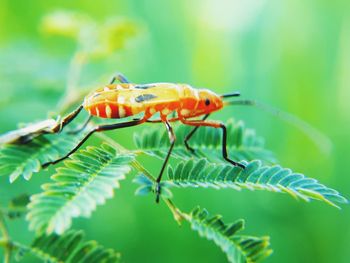 Close-up of insect on plant