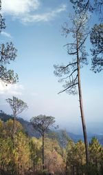 Trees on landscape against sky