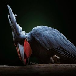 Close-up of a bird flying