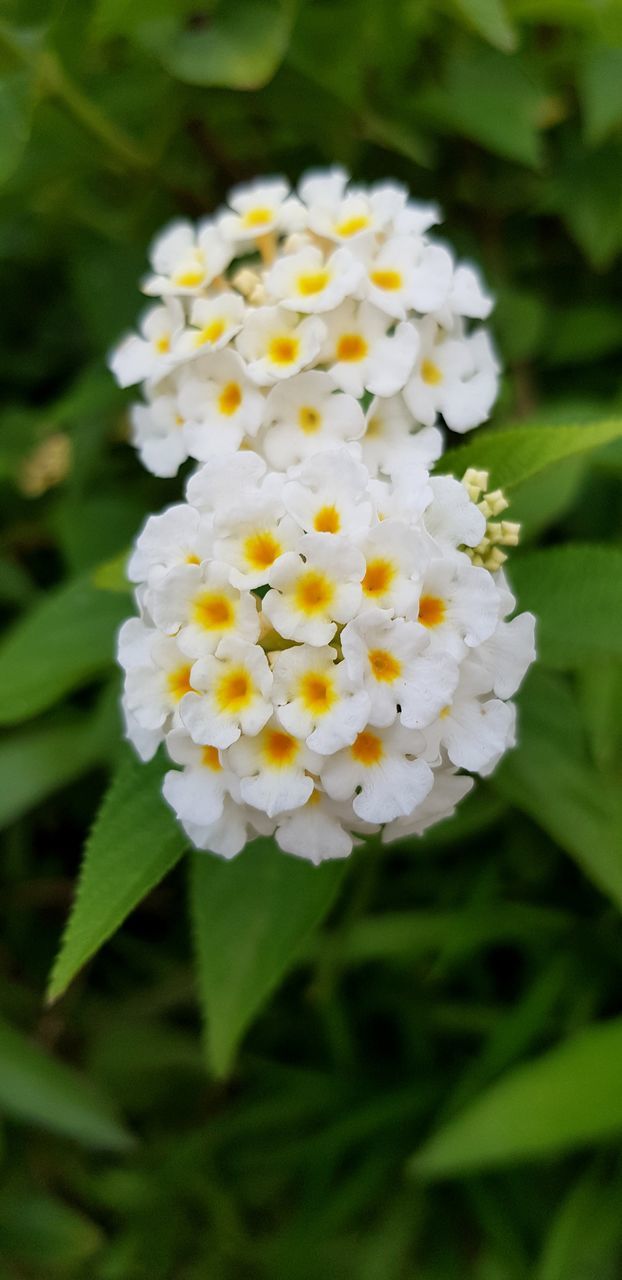 flower, flowering plant, fragility, vulnerability, freshness, plant, beauty in nature, petal, growth, flower head, inflorescence, white color, close-up, nature, day, focus on foreground, botany, no people, pollen, outdoors, springtime