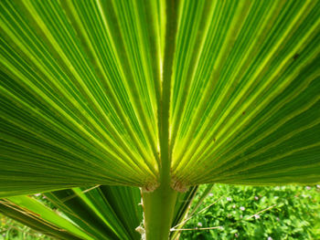 Macro shot of leaves