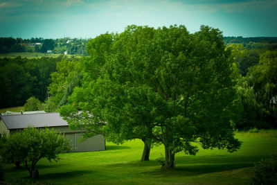 Scenic view of grassy field against sky
