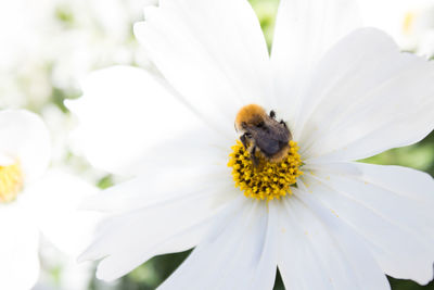 Close-up of bee on white flower