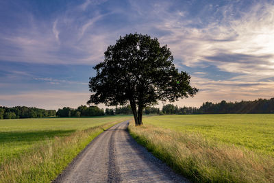 Trees on field against sky