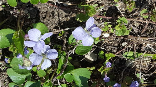 High angle view of purple flowering plants