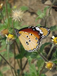 Close-up of butterfly pollinating on flower