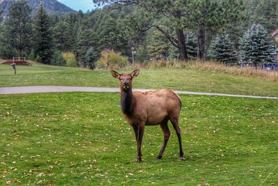 Portrait of horse on grass