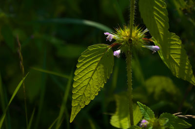 Close-up of insect on purple flowering plant