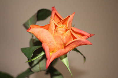 Close-up of orange maple leaf
