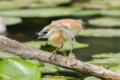 Squacco heron closeup, ardeola ralloides, po valley, italy