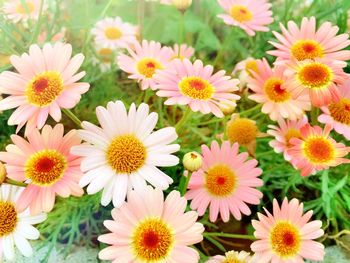 Close-up of flowers blooming outdoors