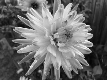 Close-up of flower blooming outdoors