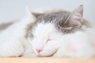 Close-up of cat sleeping