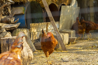 Close-up of birds