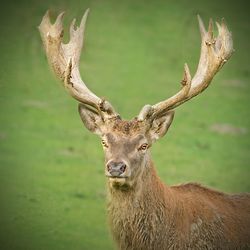 Deer on a field