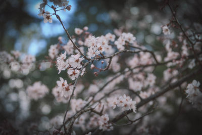 Close-up of cherry blossoms in spring