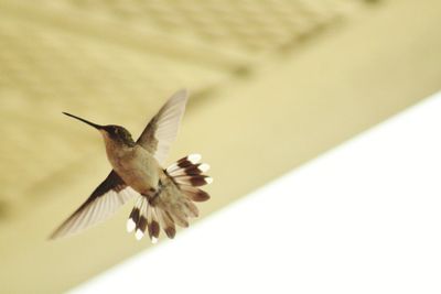 Close-up of bird flying