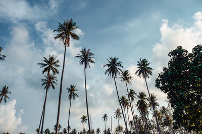 Low angle view of coconut palm trees against sky