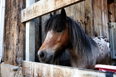 Horse in stable