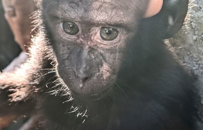 Close-up of portrait of face