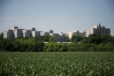 Plants growing on field by buildings against sky