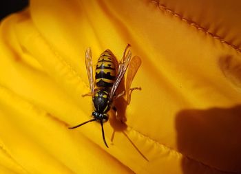 Close-up of bee on yellow flower