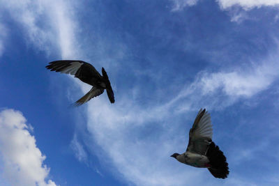 Low angle view of seagulls flying in sky