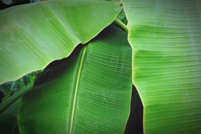 Close-up of green leaves on plant