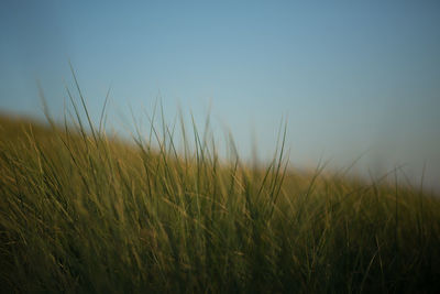 Close-up of grassy field against blue sky