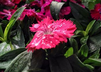 Close-up of pink flowers