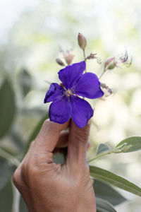 Close-up of hand holding purple flower