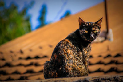 Portrait of cat sitting outdoors