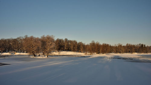 Trees on snow covered land against clear sky