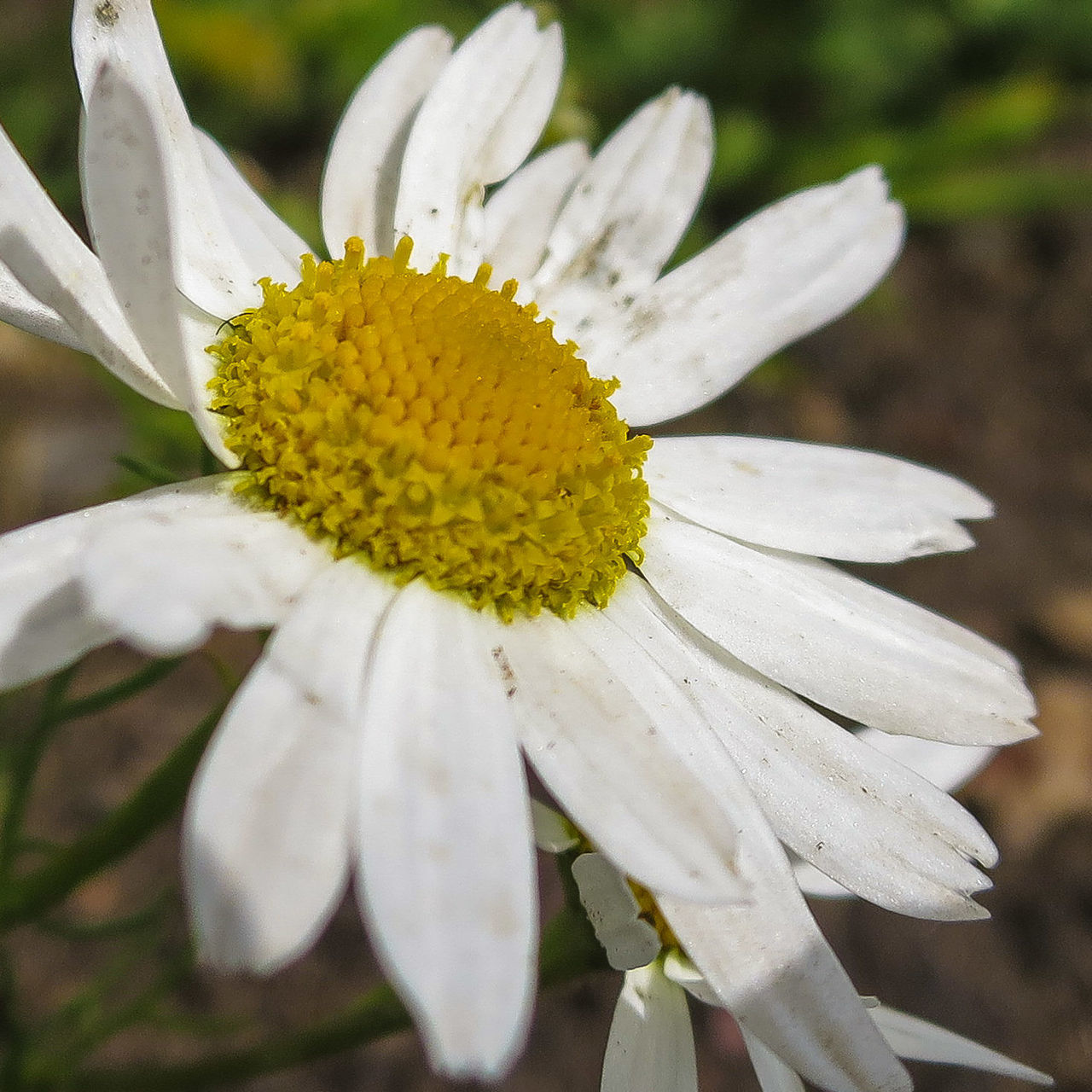 flower, freshness, petal, fragility, flower head, growth, close-up, white color, beauty in nature, pollen, focus on foreground, single flower, nature, blooming, plant, stamen, in bloom, selective focus, blossom, outdoors