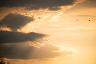 Low angle view of bird flying in sky