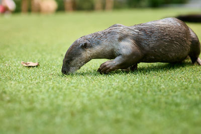 Otter resting on grass in singapore