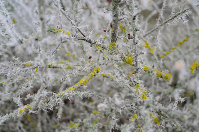 Close-up of white flowering plant in winter