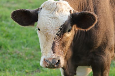 Close-up of cow on field