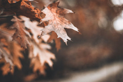 Autumn scene with orange leaves and blurred brown branches