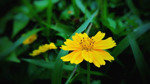 Close-up of yellow flower blooming outdoors