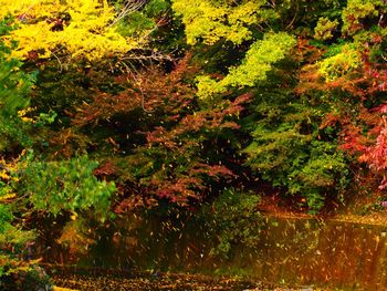 View of trees against blurred background