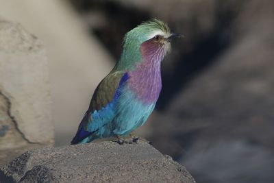 Close-up of bird perching on rock