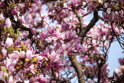 Close-up of pink cherry blossoms in spring