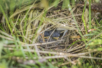 High angle view of bird on grass