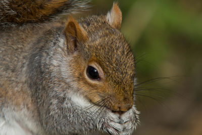 Close-up of squirrel