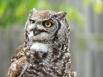 Close-up portrait of owl